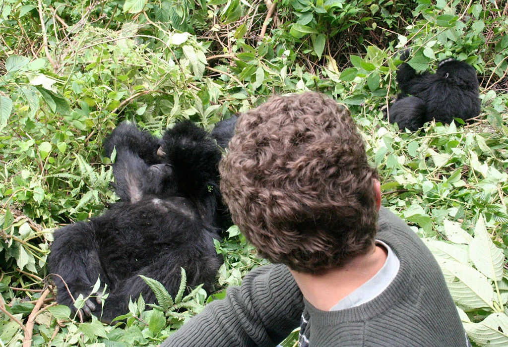 Trekker watching a family of mountain gorillas resting in dense green forest vegetation during a gorilla trekking on combined Kenya and Uganda Safari
