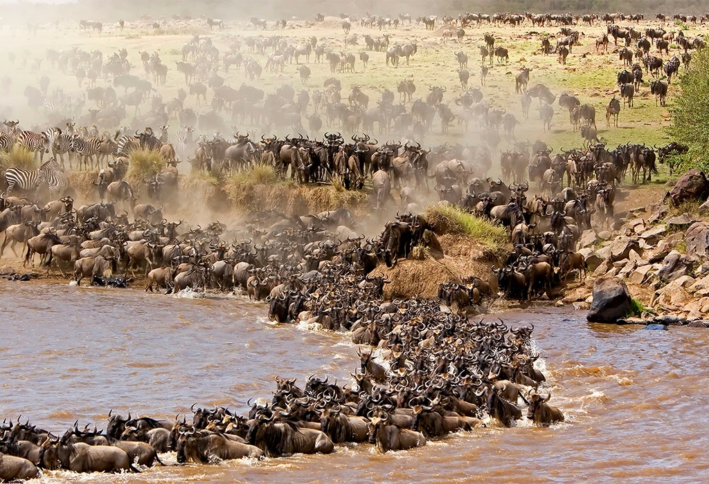 Thousands of wildebeest and zebra crossing the Mara River during the Great Migration in Kenya's Maasai Mara